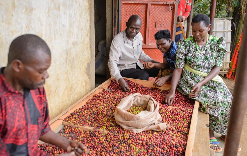Gift Pack - Uganda Mt. Elgon Micro Farm Coffee
